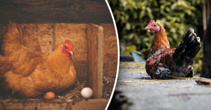 Що потрібно додати в корм курям, щоб вони добре неслися