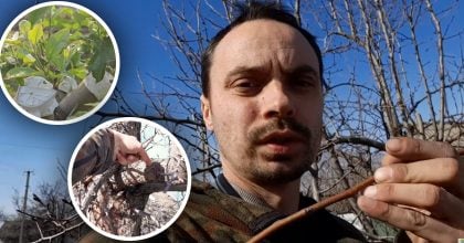 Як привити дерево з першого разу: метод, з яким впорається навіть новачок