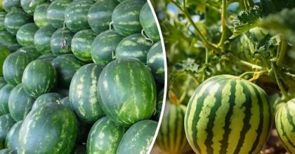 Кавуни до 12 кг: який сорт вибрати в 2026