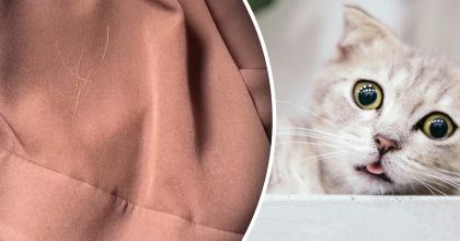 И валик не нужен: как убрать шерсть с одежды и мебели