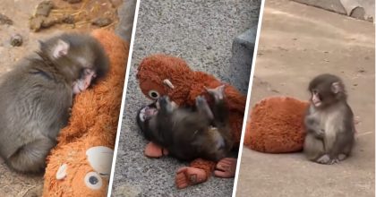 Історія мавпеня Панча отримала несподіване продовження - що з ним сталось