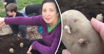 Як американці садять картоплю: незвичайний спосіб без перекопування