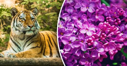 Китайський гороскоп на завтра 7 березня: Тиграм - конфлікти, Собакам - роздратування