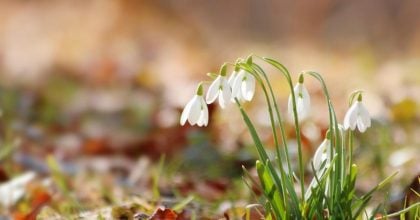 Потеплішає до +15°, але є нюанс: якою буде погода на Львівщині 7-8 березня