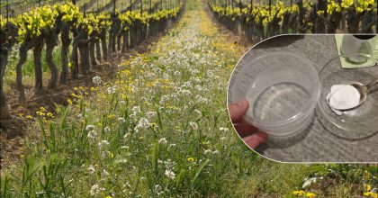 Бур'яни зникнуть за день: як приготувати простий домашній розчин без хімії