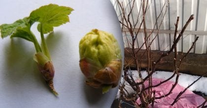 Смородину обливають окропом навесні: навіщо це роблять