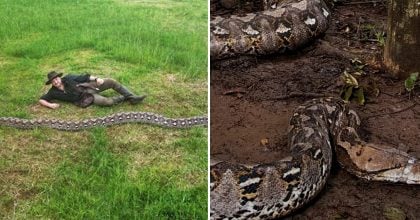 Монстр из тропиков: в Индонезии поймали самую длинную змею в истории