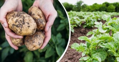 Вырастут действительно крупные клубни: чем стоит обработать картофель перед посадкой