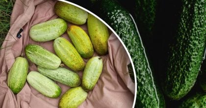 Урожай огірків може пропасти повністю: які сусіди шкодять їм найбільше