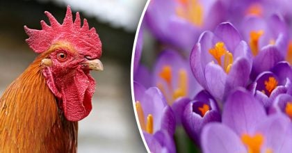 Китайський гороскоп на завтра, 10 березня: Півням - тривога, Собакам - борги