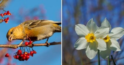 Справжня весна охопить Житомирщину: коли очікується до +17 тепла