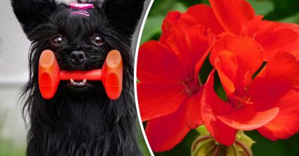 Китайський гороскоп на завтра, 11 березня: Собакам - біль, Коням - ризик