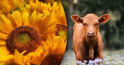 Китайський гороскоп на завтра, 12 березня: Бикам - гнів, Півням - образи