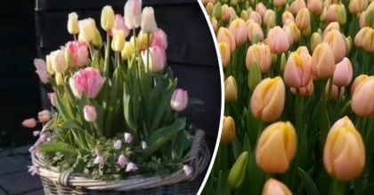 5 несподіваних ідей з тюльпанами, які здивують сусідів і порадують вас
