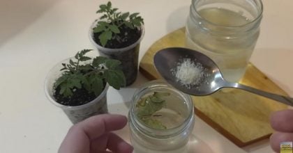 Розсада жовтіє та витягується: два прості розчини врятують рослини за кілька днів