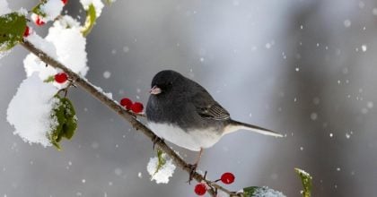 На Україну чекає різке похолодання зі снігом: синоптик назвав неприємні дати