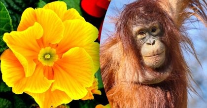 Китайський гороскоп на завтра, 17 березня: Зміям — приниження, Мавпам — нудьга