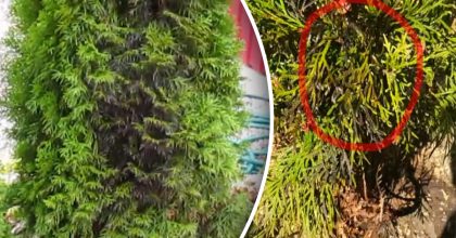 Чому туї раптово чорніють: як врятувати дерева після зими