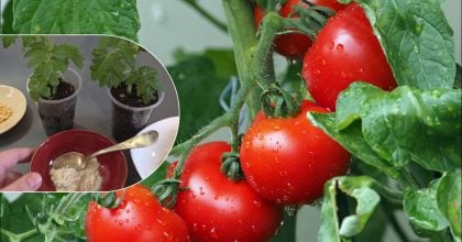 Що кинути в лунку, щоб зібрати ранній урожай помідорів: секрет дачників