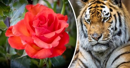 Китайский гороскоп на завтра, 18 марта: Тиграм - обиды, Змеям - конфликты