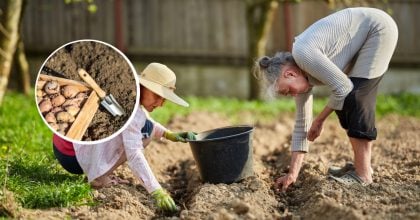 Коли садити картоплю, щоб зібрати рекордний урожай: експерти назвали найкращі дати