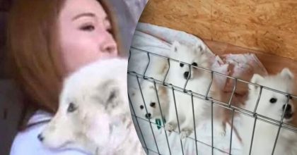 Жінка купила "цуценя", яке жодного разу не гавкало: ким виявилася тварина