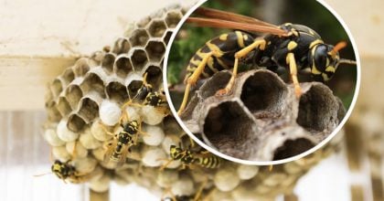 Набридли оси у дворі - простий спосіб відлякати їх назавжди