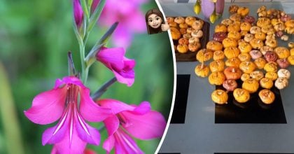 Секретний трюк садівників перед посадкою сприяє швидшому росту квітів