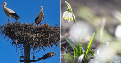 Житомирщину охопить різке потепління: коли очікується +20 градусів