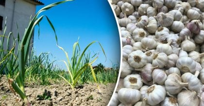 Важливо встигнути до настання тепла: чим посипати часник для формування головок