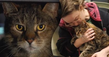 Кіт повернувся до родини через 5 років: його знайшли там, де ніхто не шукав