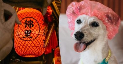 Китайський гороскоп на завтра, 23 березня: Собакам — маніпуляції, Свиням — ревнощі