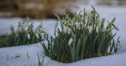 Україну розігріє до +18, а потім накриє снігом: коли погода різко зміниться