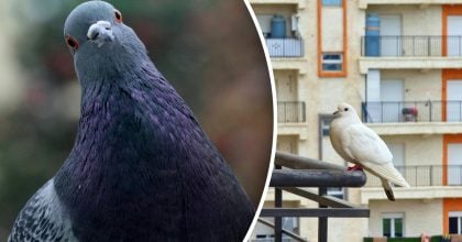 І на метр не підлетять: чим помити балкон, щоб відлякати голубів