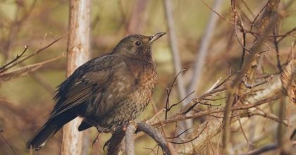 На Полтавщині температура різко впаде нижче 0°C: синоптики сказали коли