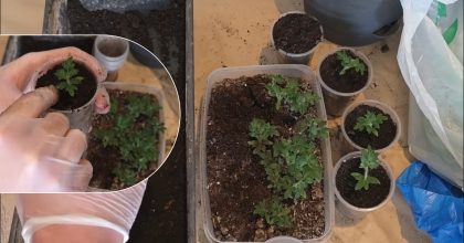 Урожай збільшиться в 10 разів: як пікірувати розсаду томатів, огірків і перцю