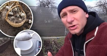 Більшість роблять "на око": без чого підживлення часнику не дасть результату
