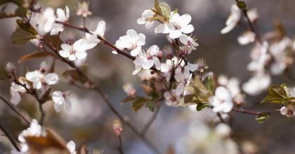 Потепление врывается во Львовскую область: когда ожидать +18 градусов