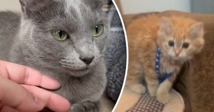 Какие пять вещей подрывают доверие кошки: многие владельцы делают их каждый день