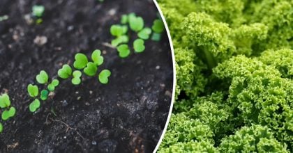 Ранні посіви - що можна сіяти у відкритий ґрунт вже у березні