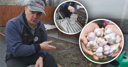 Часник піде в ріст на очах: експерт розкрив точну формулу весняного підживлення