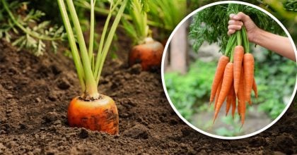 Більше ніяких "рогатих" коренеплодів: що додати в лунку при посіві моркви