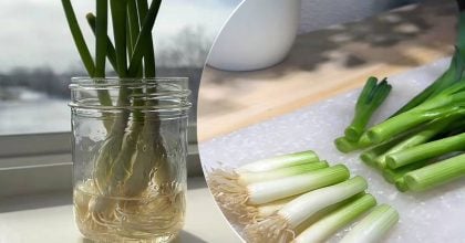 Купувати більше не треба: як виростити зелену цибулю у склянці за кілька днів