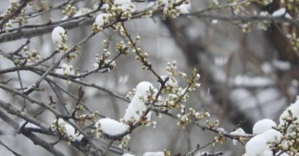 Циклон несе дощі та мокрий сніг: коли на Львівщині різко похолоднішає