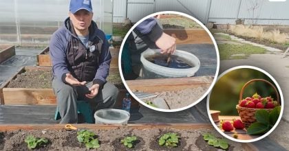 Весною під кожен кущ: чим підживити полуницю для солодких та великих ягід