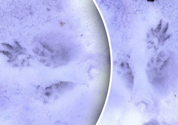 На Одещині помітили сліди рідкісного хижака: яка дика тварина там оселилася