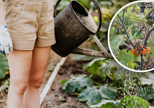 Дівчина прийняла загадкові плоди у дворі за помідори: що це було