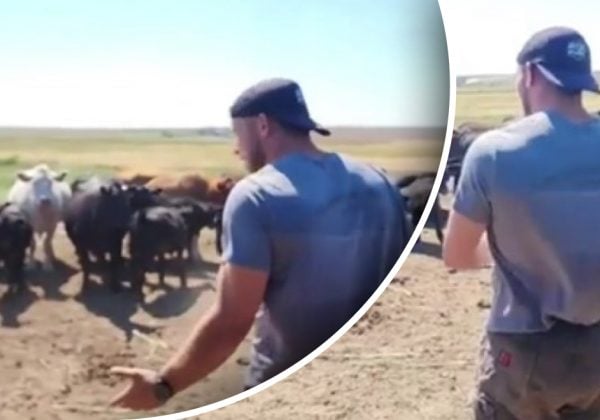 Фермер пояснив коровам ситуацію з водою