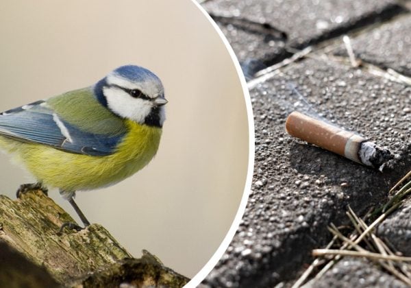 Зачем синицы собирают окурки: неожиданное объяснение ученых шокирует