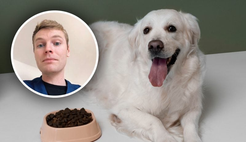 Один продукт категорически запрещено давать собакам: ветеринар раскрыл правду